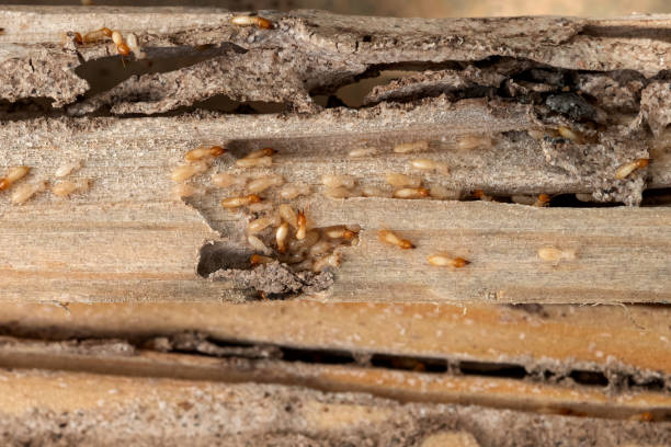 Best Cockroach Control Services  in White House Station, NJ